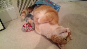 ABORT MISSION. Stuck in back next to polka dot sock. again. 