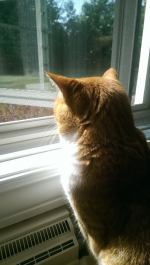 I can't be bothered with your pictures, human!