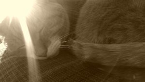 Aw, isn't he cute? DON'T LET HIM FOOL YOU he's crazy!