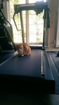 You don't ACTUALLY use a treadmill. You sit there.