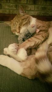 Passed out in a cat nip haze. Whoops.