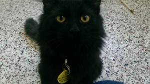 can I haz? #sweetcattitude