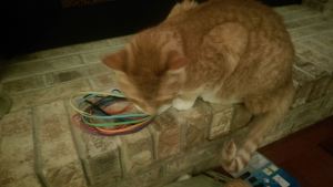 I'm going to chew up your new hair bands, and I don't give a damn what you think. #thegrinch #olliestolechristmas #meow