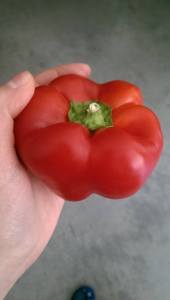 Look at that hand model holding that PERFECT red pepper!