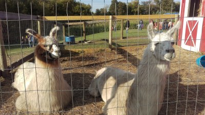 One of these llamas isn't like the other, and I'm talking about the rude bastard on the right.
