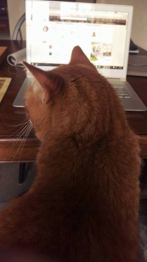 11224380_10155991700305468_7762655928070098570_n