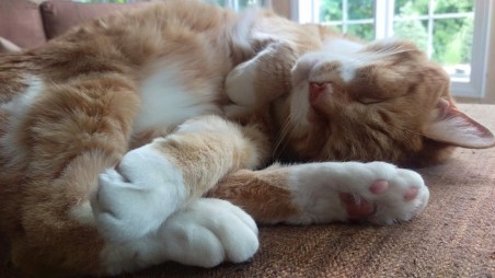 13495095_10156973219400468_8274037662966643663_n