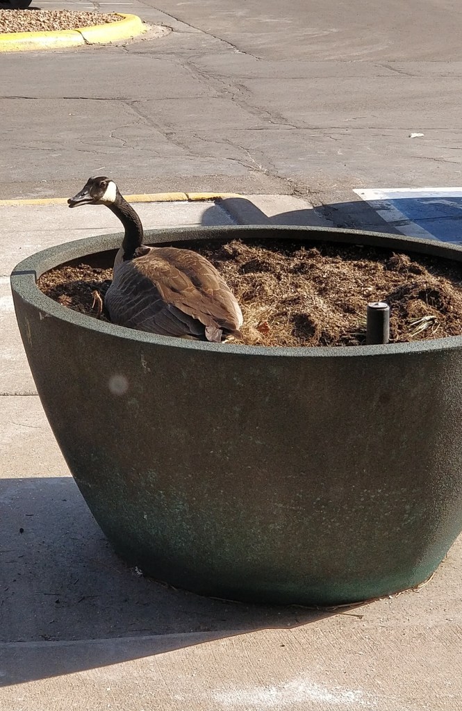 written with flair goose photo